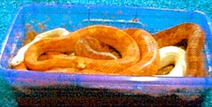 the gang(snakes).jpg