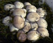 22 eggs at 4 weeks.jpg