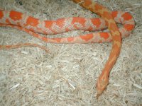 orangewhite.jpg
