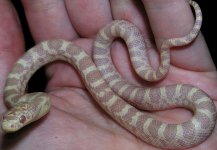Albino1.JPG