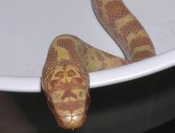 Albino1head.JPG