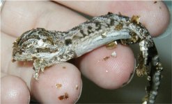 babybeardyfreshhatch1.jpg