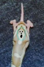 1419scream.jpg