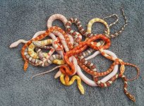snakepile1sm.jpg