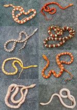 snakecollage.jpg