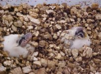 aida\'s 2nd hatchling \'03.jpg