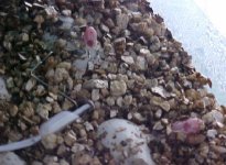 zaya\'s 2nd hatchling \'03.jpg