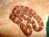 05C1F07RedVelvetHypoFemale75.jpg