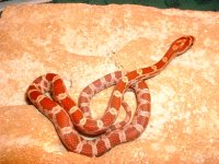 05C1M06RedVelvetHypoCornMale75.jpg
