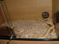 febuary 04 033beef and butter getting jiggy (small).jpg