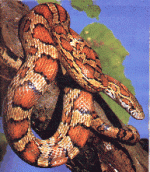 corn snake.gif