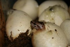 baby burms sm.JPG