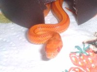 amelstripe300.jpg