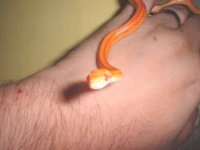 amelstripe270.jpg