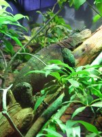 shedd1.jpg