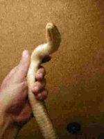 ventral.jpg