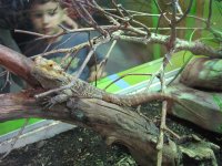 shedd8 beardie.jpg