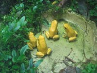 shedd4 frog gathering.jpg