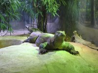 shedd5 komodo self-satisfied.jpg