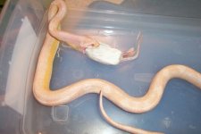 snow motley male feeding0001.jpg