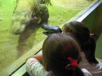 shedd6 scary alligator.jpg