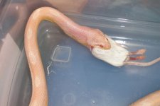 snow motley male feeding0002.jpg