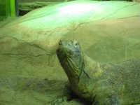 shedd7 whatcha lookin at.jpg