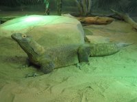shedd9 komodo full length.jpg