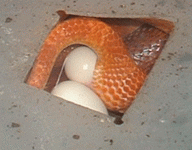 sungloweier1.gif