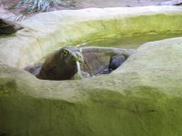 shedd10 komodo pfft.jpg