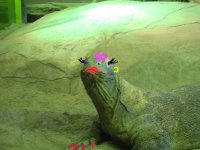 shedd Ms Komodo.jpg