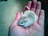 gidget.JPG