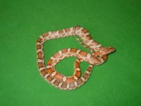 caramel.jpg