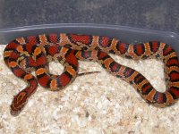 Okeetee h Rev. FM - Y.JPG