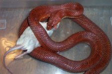 bloodred male feeding0001.jpg