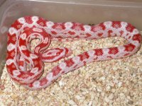 Red phase frosty.JPG