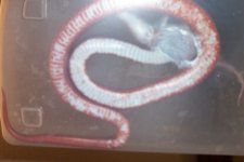 bloodred male feeding0003.jpg