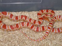 Reverse Okeetee F.JPG