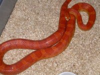 Sunglow h Striped F.JPG