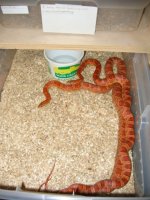 IMG_1162.JPG