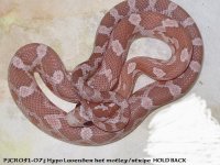 pjcr051-07f hypo lavender ht mt st HB (1)A.jpg