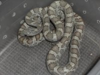 zebra5-11.jpg