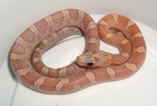 Draco's First Meal!cr.jpg