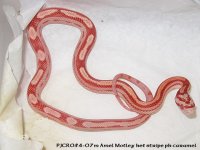 pjcr054-07m amel mt ht st ph carA.jpg