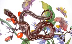 El Wray Pink 001cr800.jpg