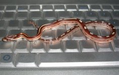 El Wray 9g 001cr800.jpg