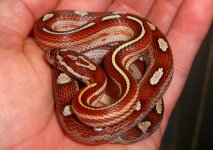 El Wray 20g 04_2009 001cr.jpg