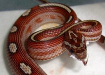 El Wray Fuzzy 003cr.jpg