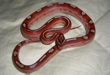 El Wray June 2008 003cr.jpg