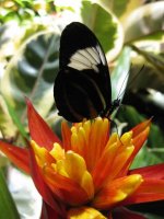 butterfly3.jpg